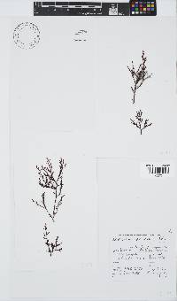 Gayliella dawsonii image