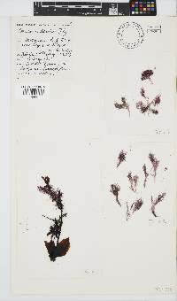 Gayliella dawsonii image