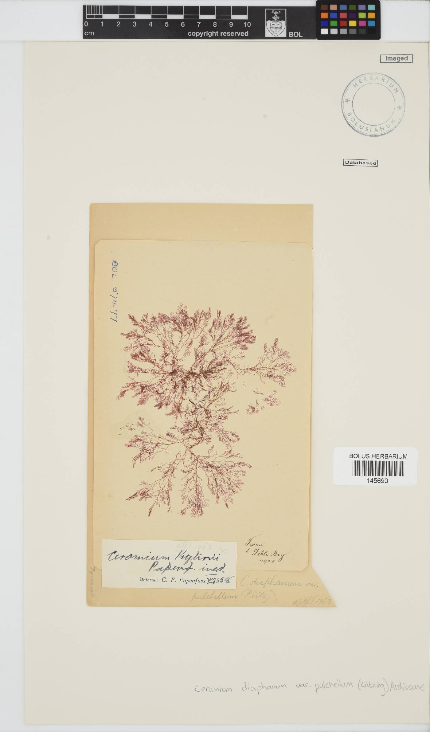 Ceramium diaphanum var. pulchellum image