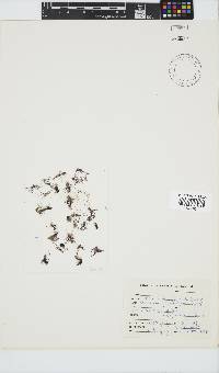 Ceramium glanduliferum image