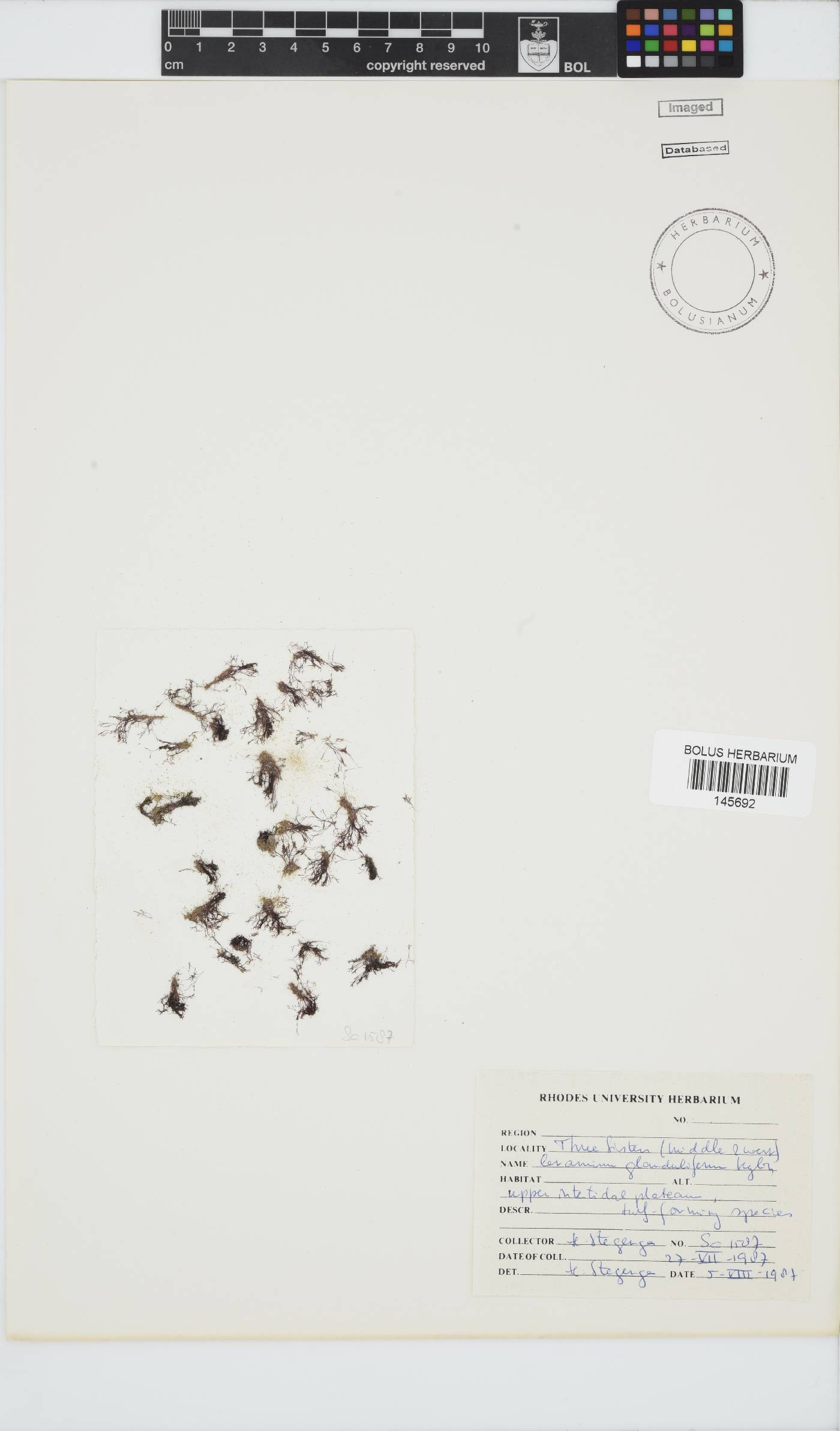 Ceramium glanduliferum image
