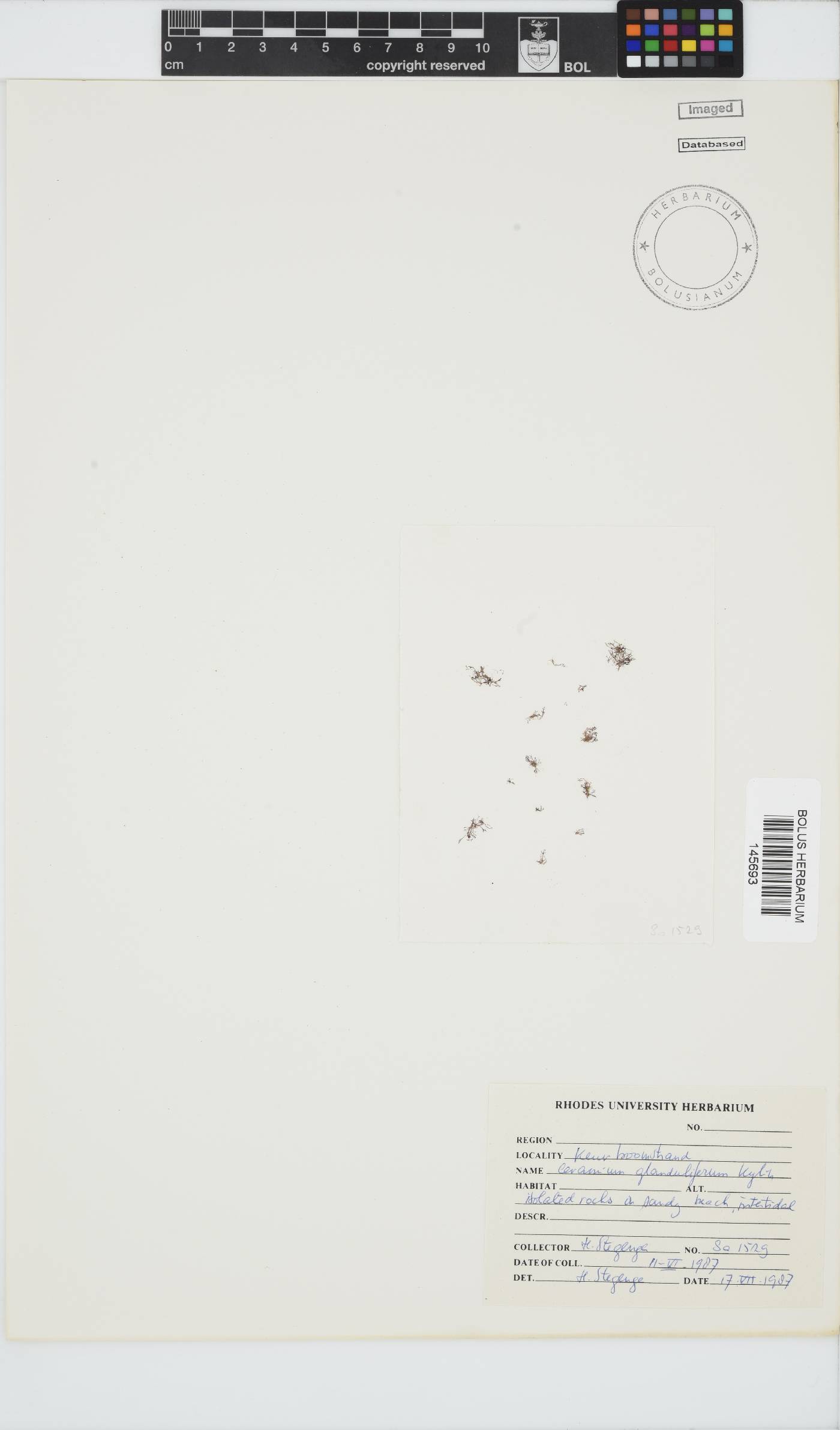 Ceramium glanduliferum image