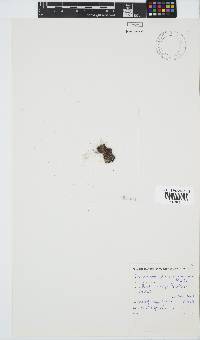 Ceramium glanduliferum image