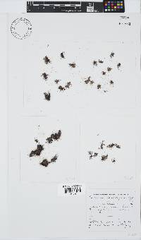 Ceramium glanduliferum image