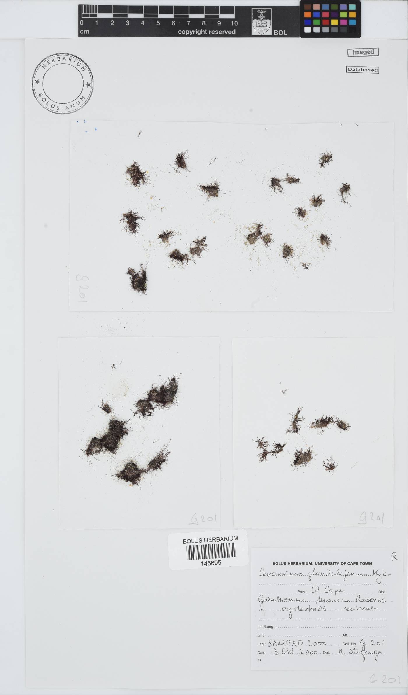 Ceramium glanduliferum image