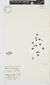 Ceramium glanduliferum image