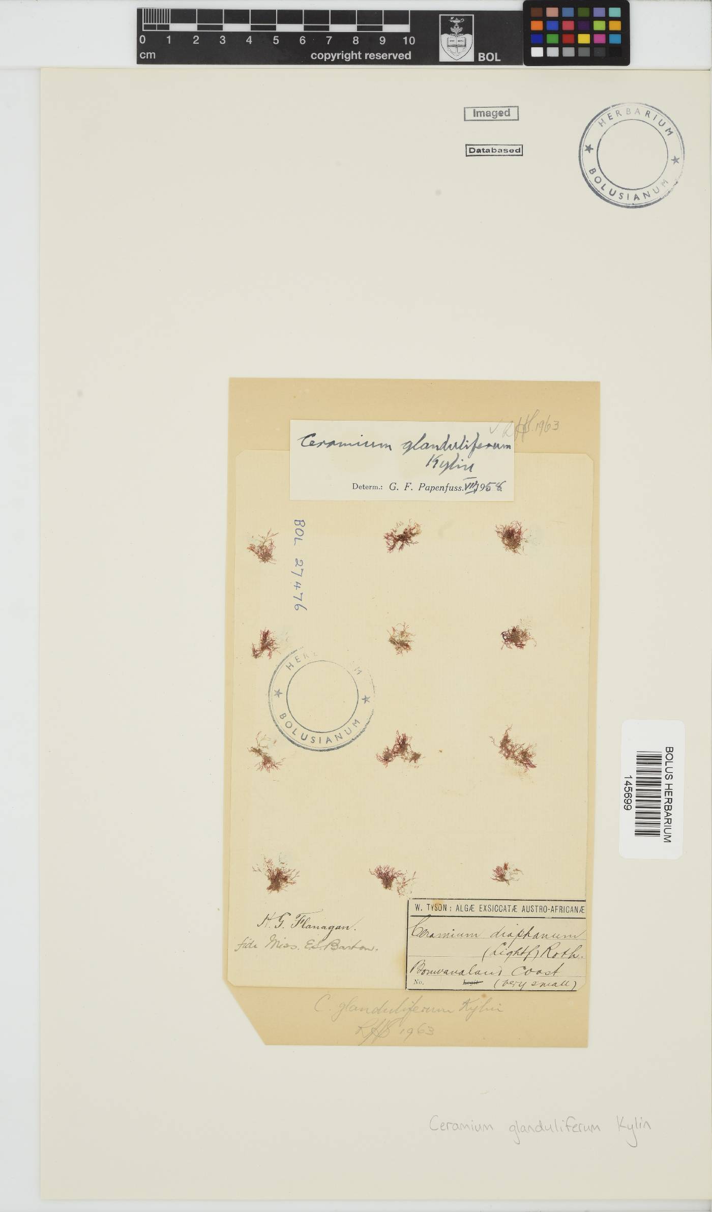 Ceramium glanduliferum image