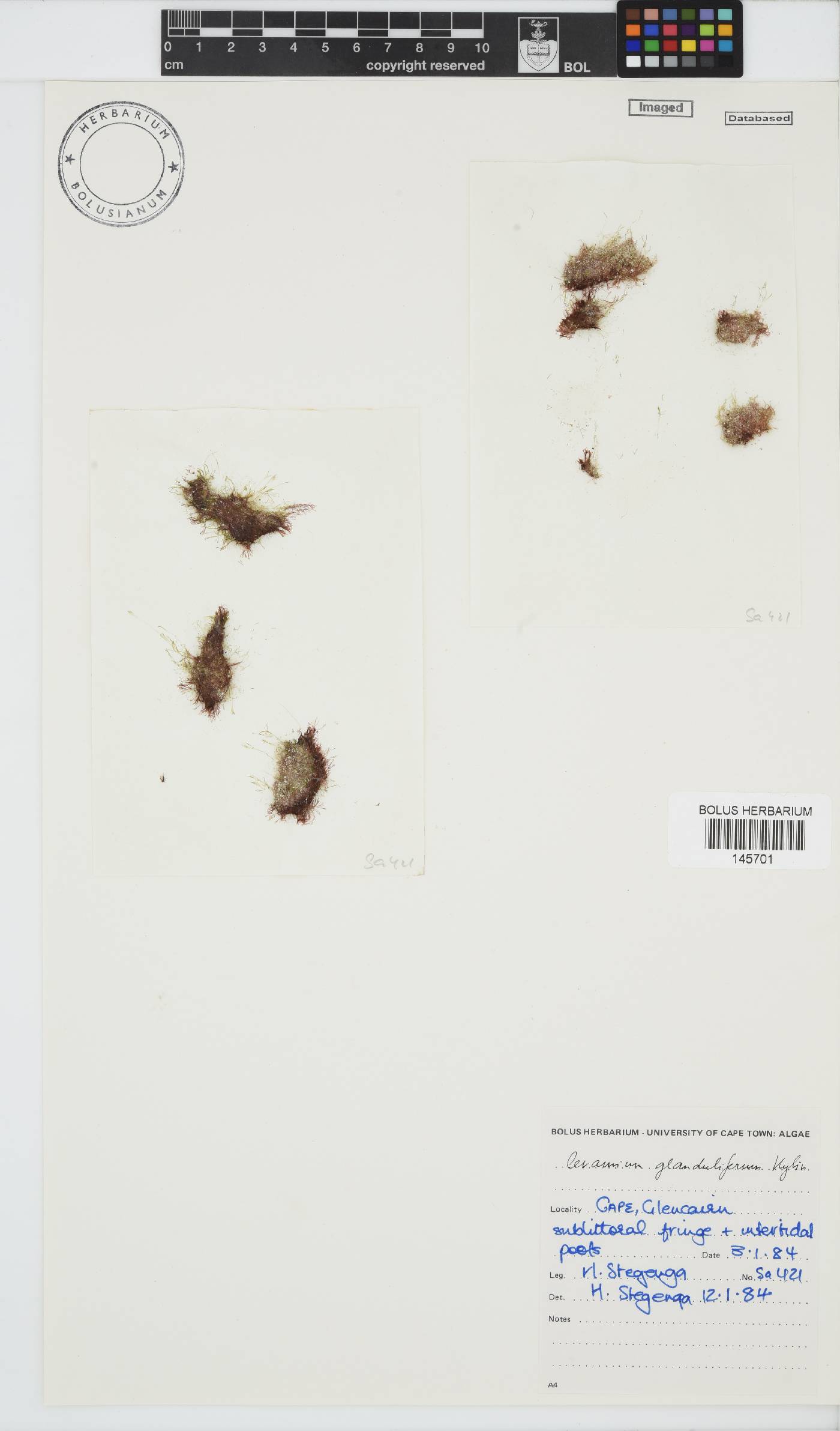 Ceramium glanduliferum image