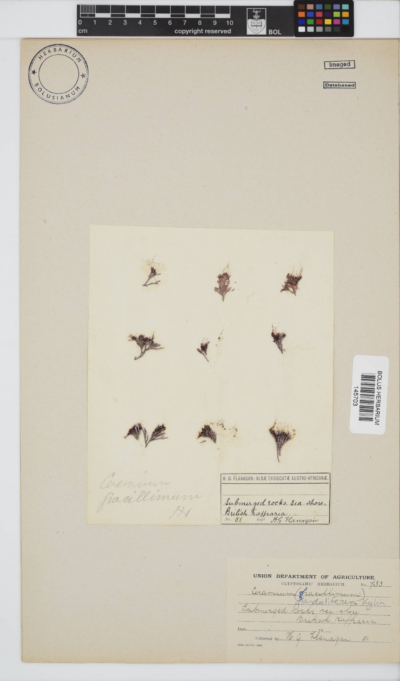 Ceramium glanduliferum image