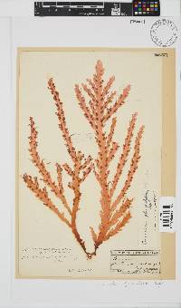 Ceramium glanduliferum image