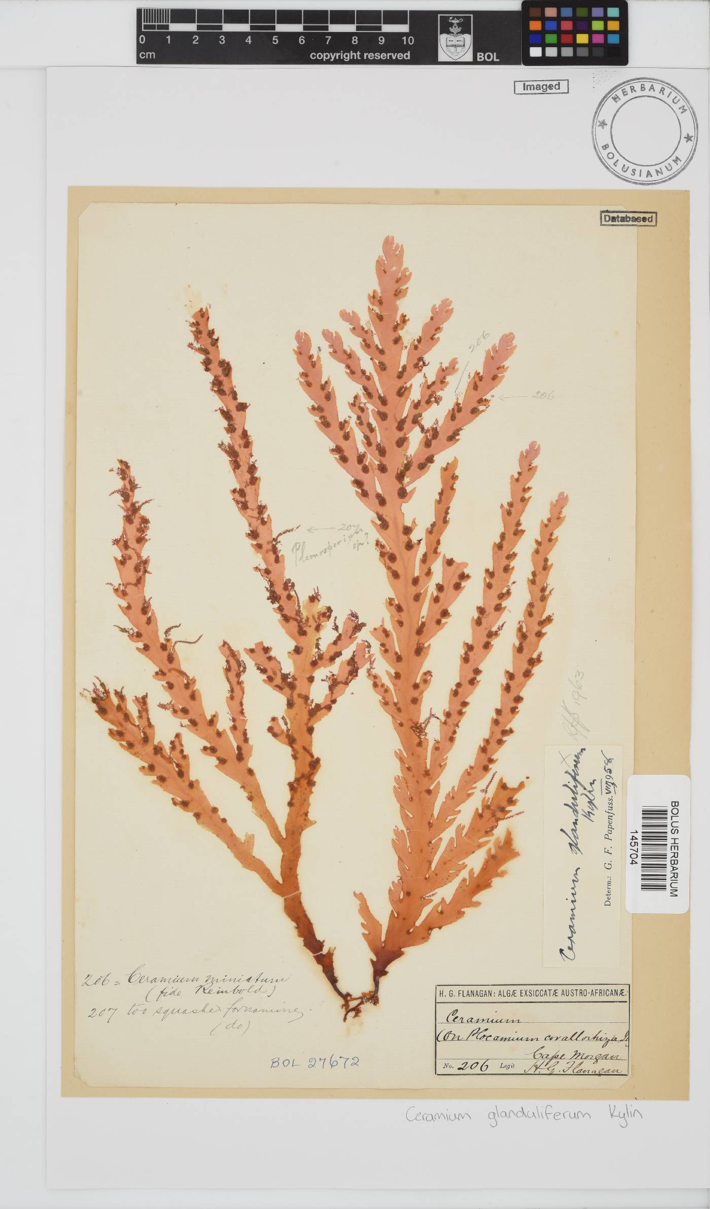 Ceramium glanduliferum image
