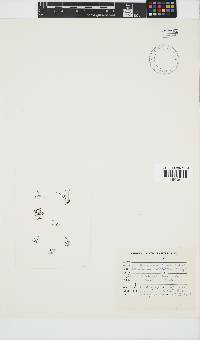 Carpoblepharis obsoleta image