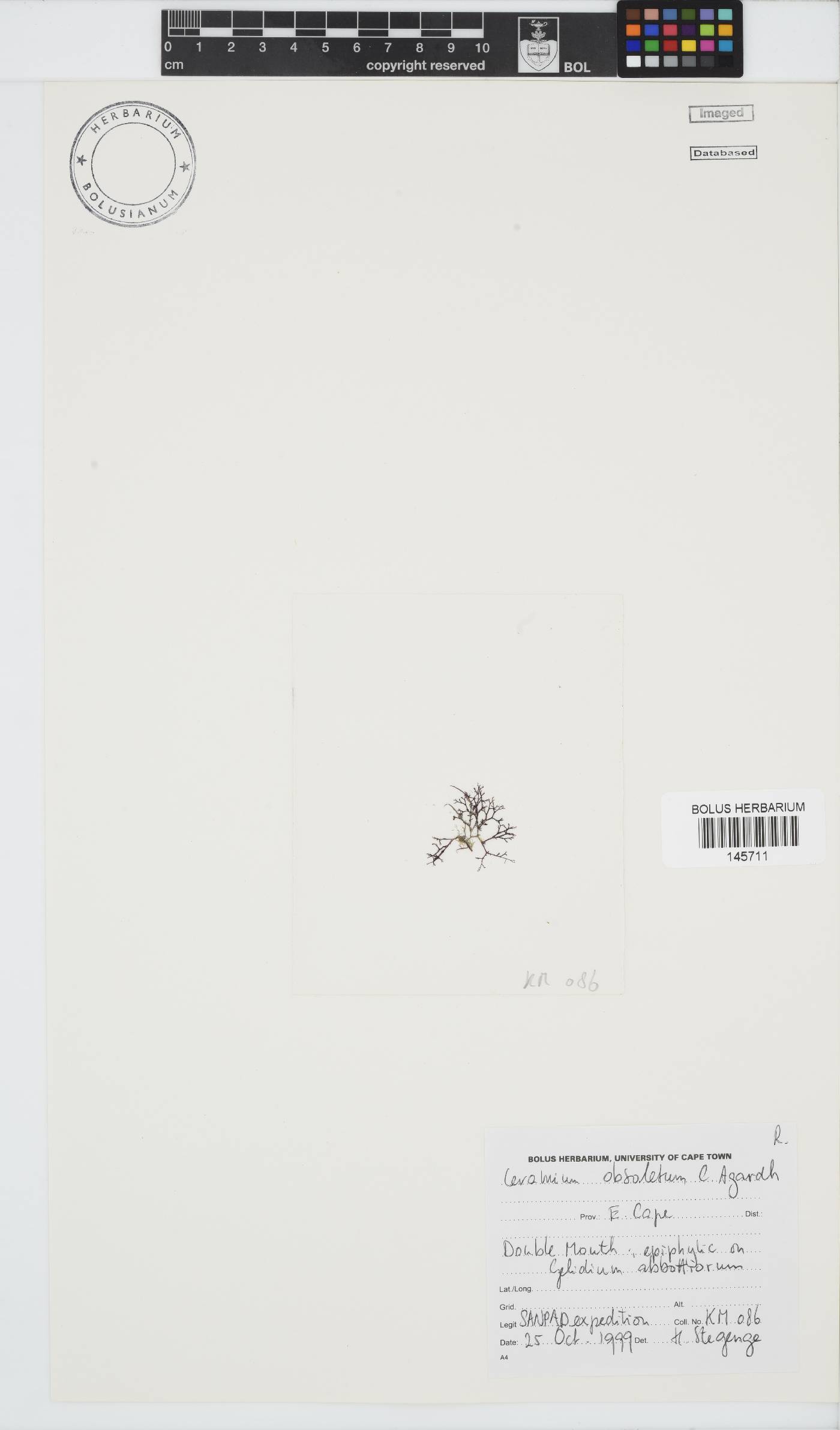 Carpoblepharis obsoleta image