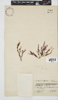 Carpoblepharis obsoleta image