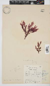 Carpoblepharis obsoleta image