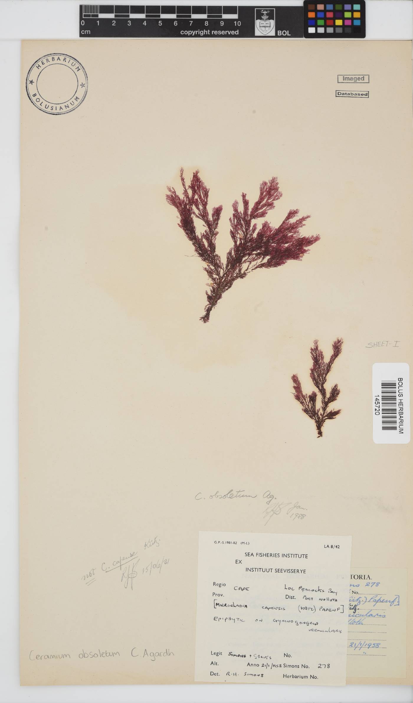 Carpoblepharis obsoleta image