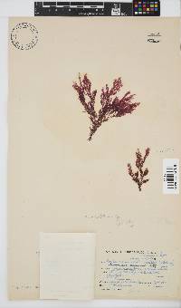Carpoblepharis obsoleta image