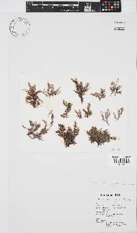 Image of Ceramium multijugum