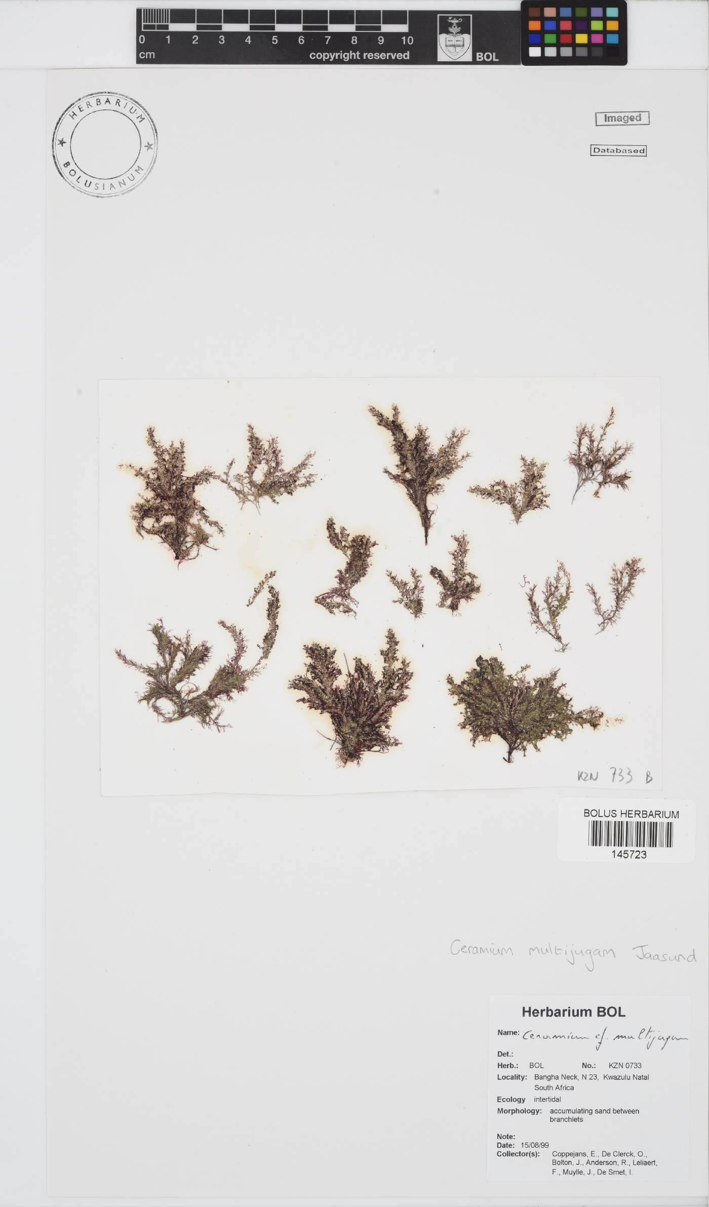 Ceramium multijugum image
