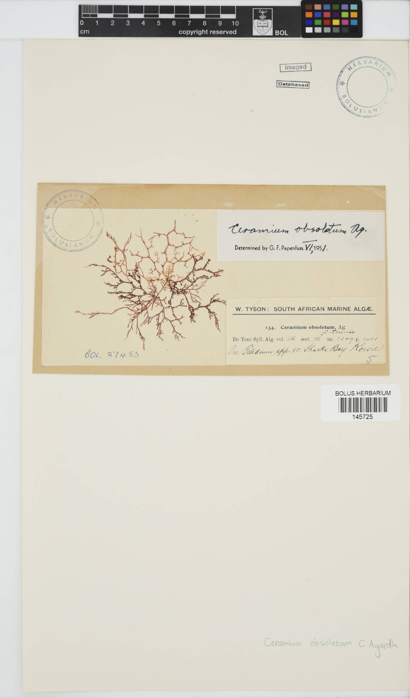Carpoblepharis obsoleta image