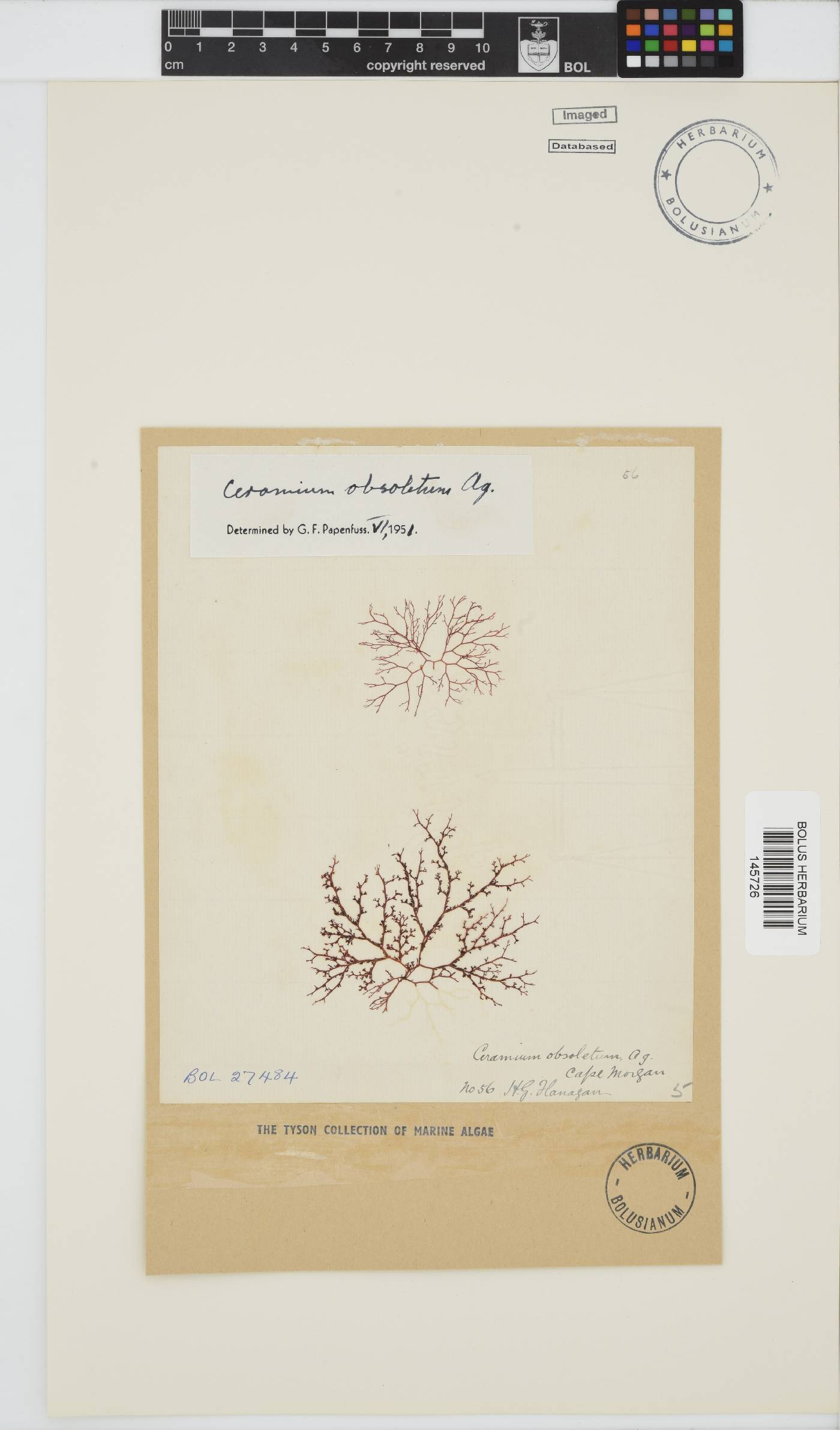Carpoblepharis obsoleta image