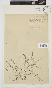 Carpoblepharis obsoleta image