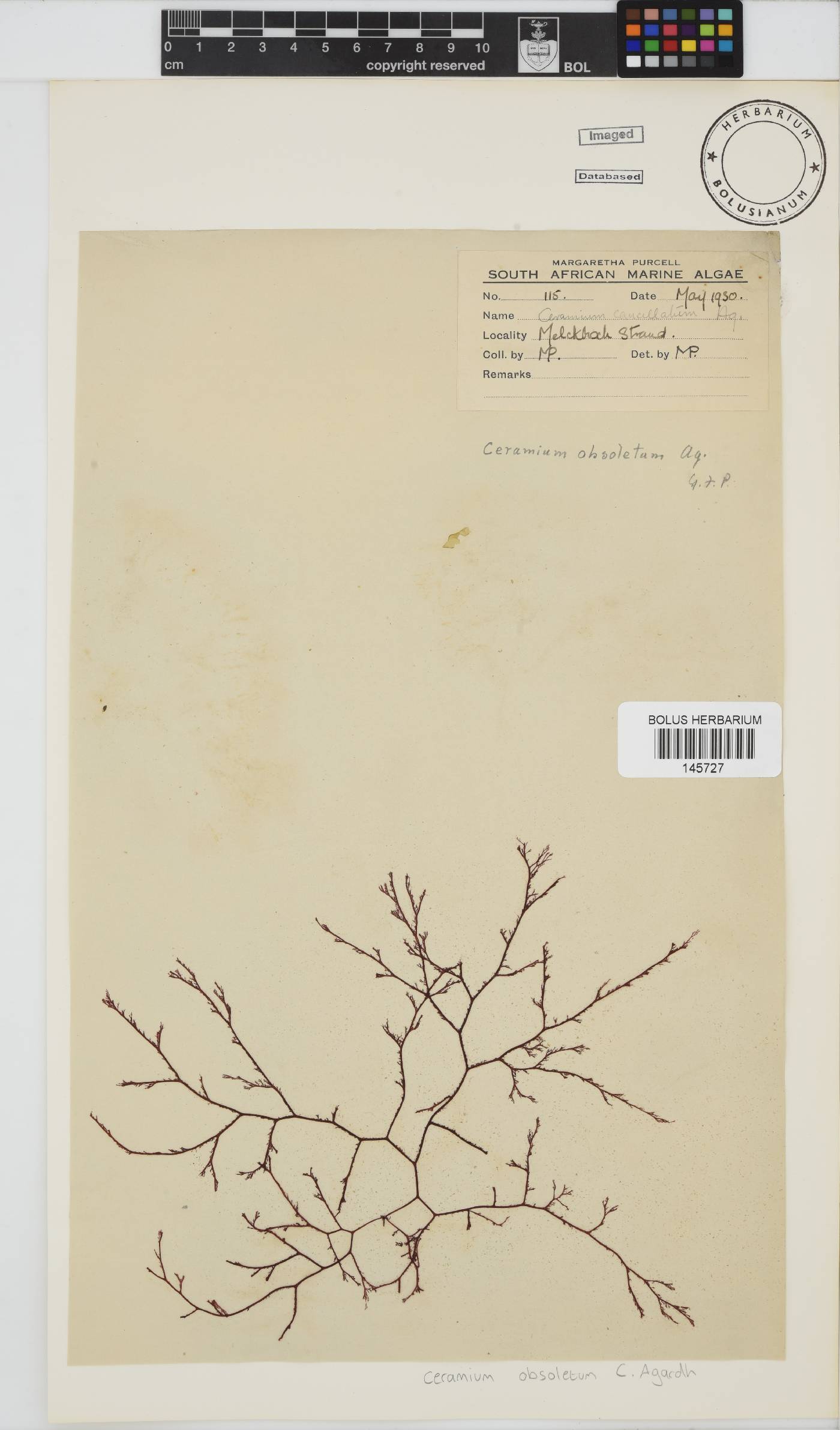 Carpoblepharis image