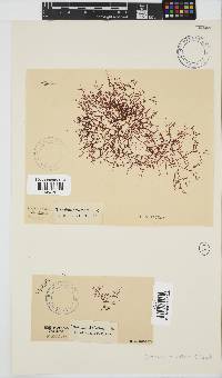 Carpoblepharis obsoleta image