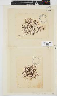 Carpoblepharis obsoleta image