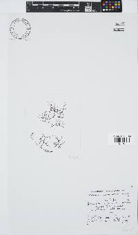Carpoblepharis obsoleta image