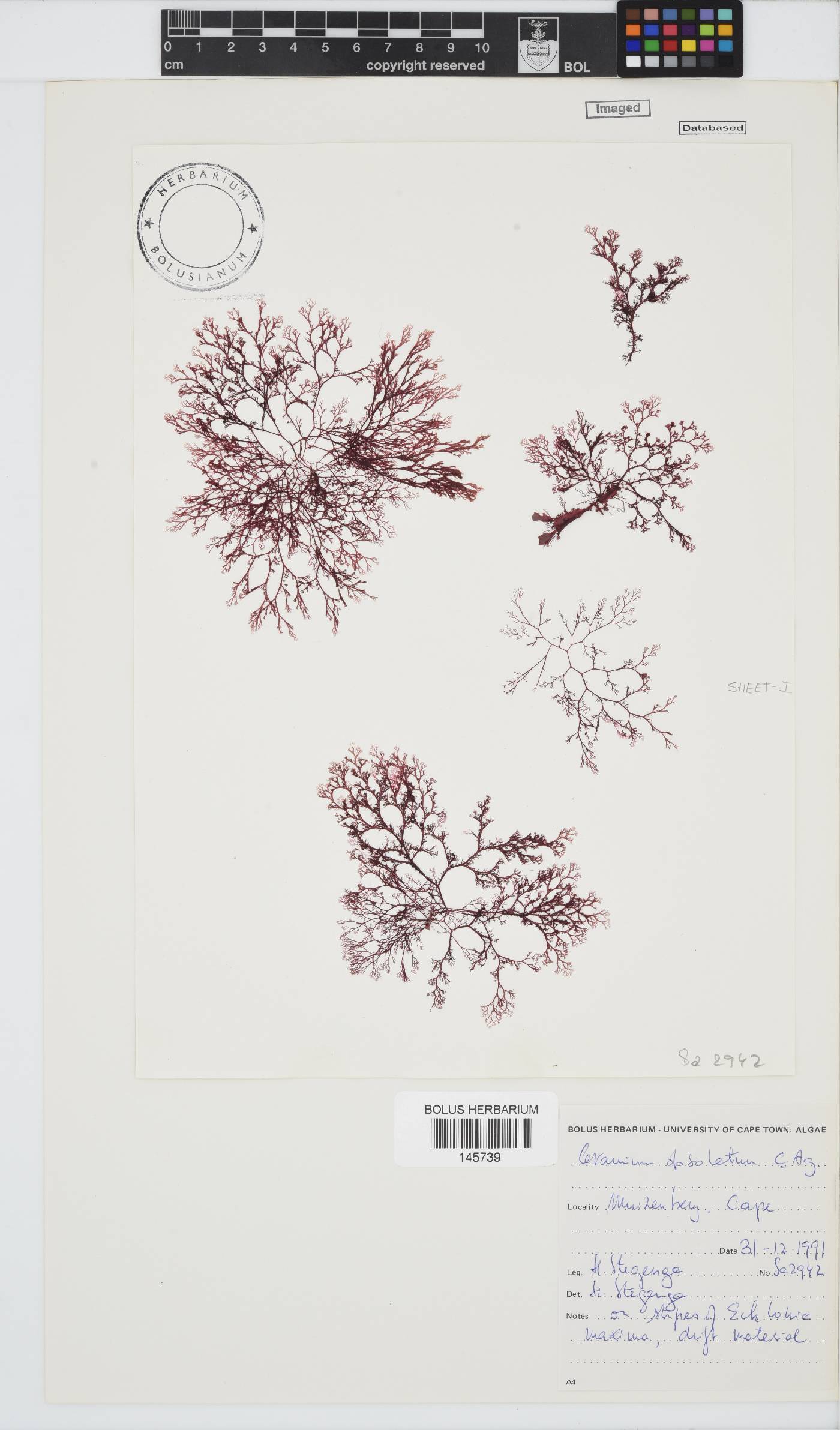 Carpoblepharis image