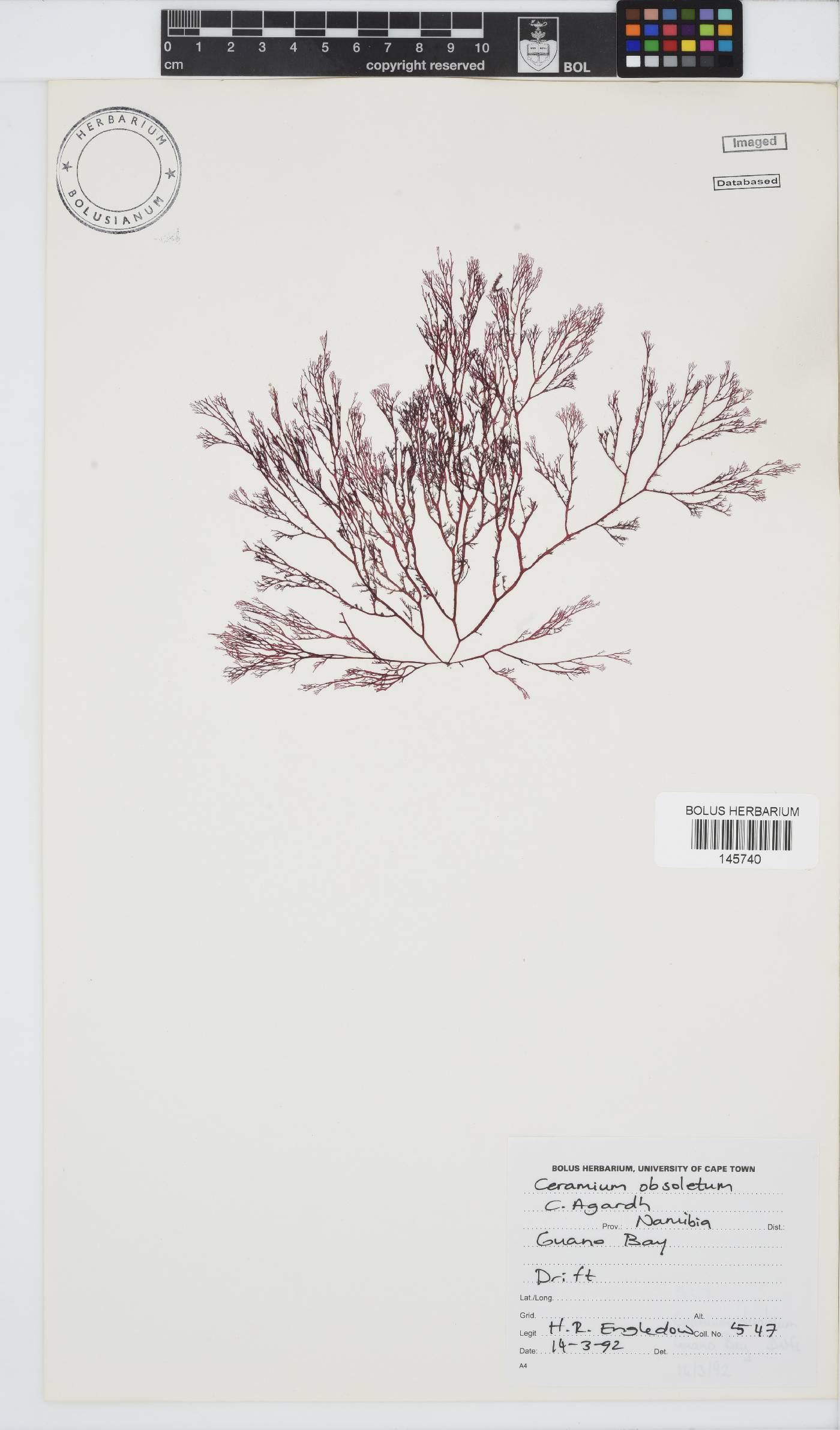 Carpoblepharis obsoleta image