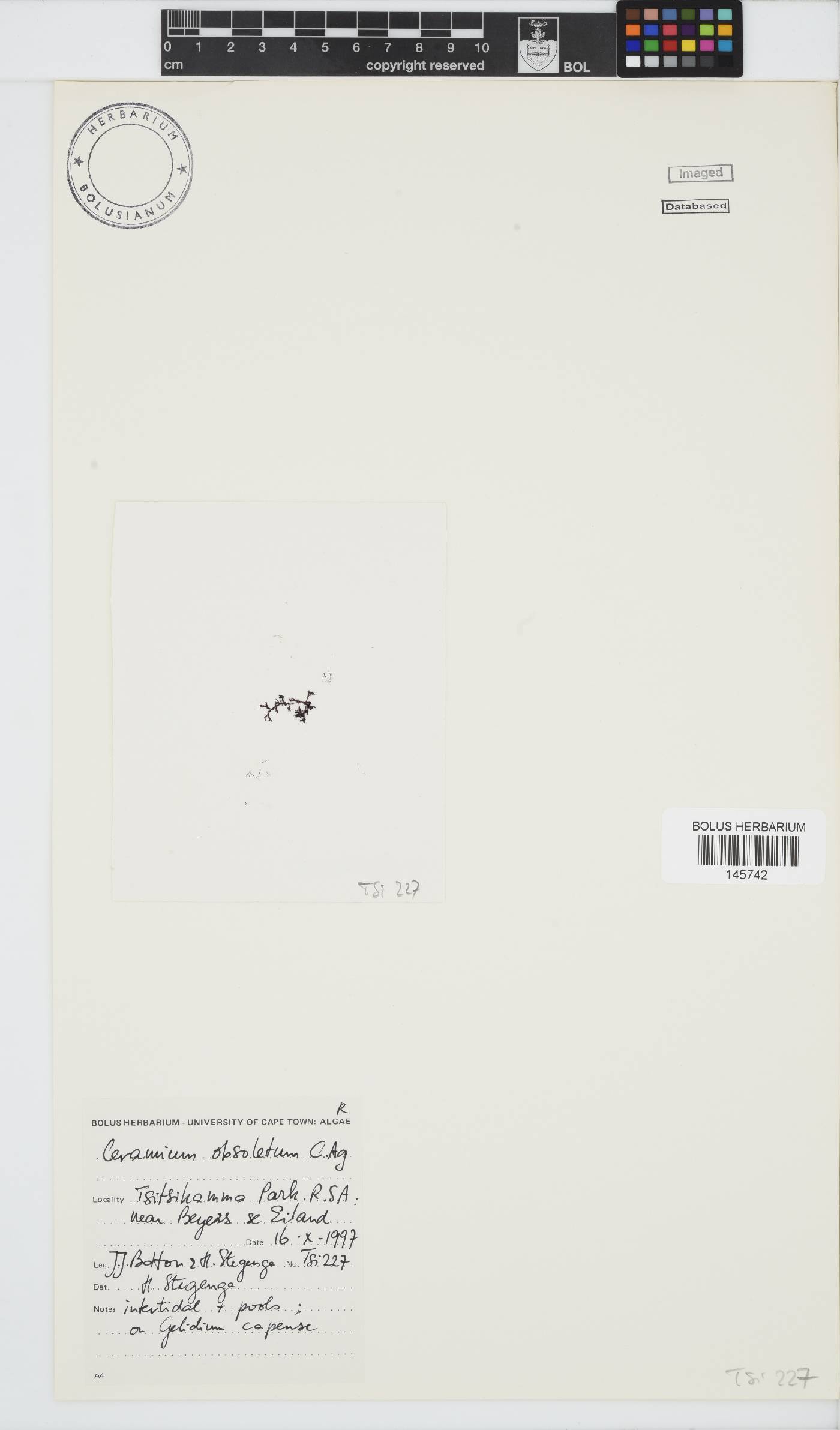 Carpoblepharis obsoleta image