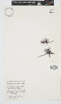 Carpoblepharis obsoleta image