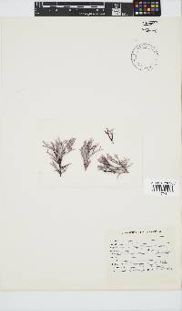Ceramium papenfussianum image