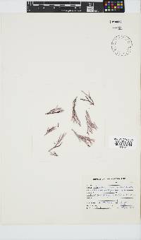 Ceramium papenfussianum image