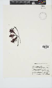 Ceramium papenfussianum image