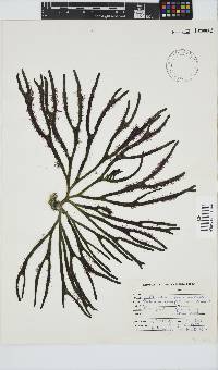 Ceramium papenfussianum image