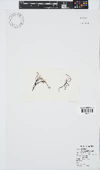 Ceramium papenfussianum image
