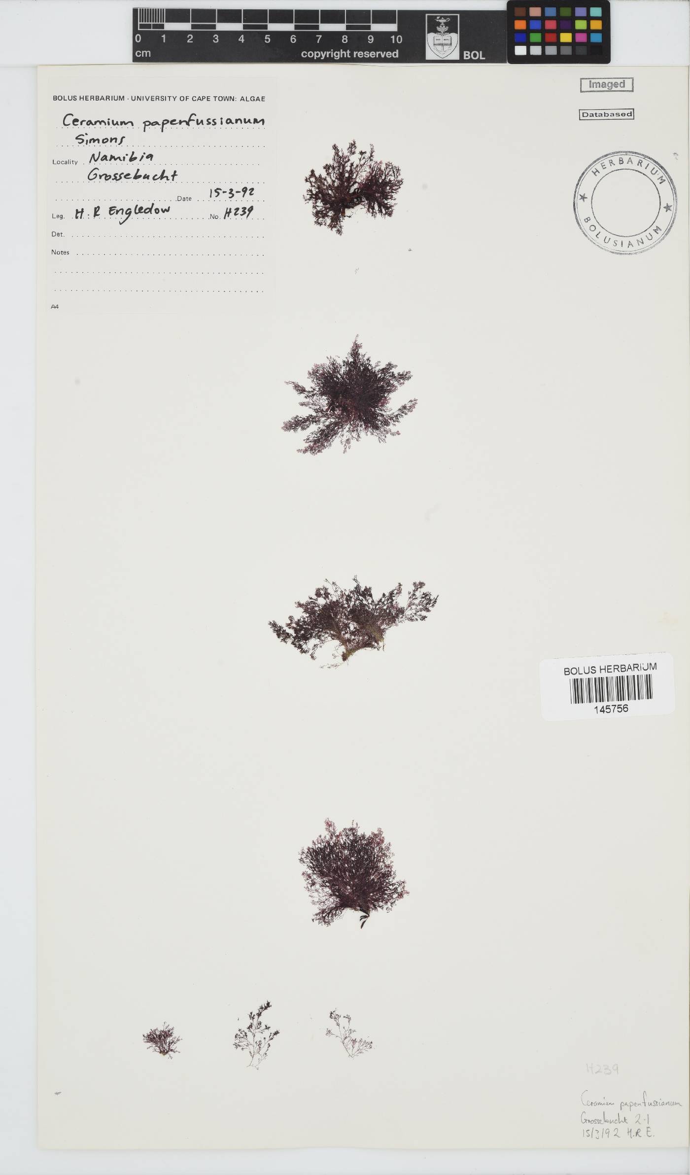 Ceramium papenfussianum image