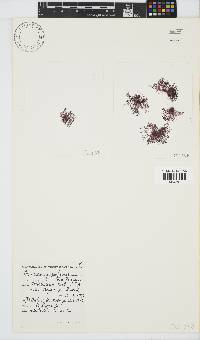 Ceramium papenfussianum image