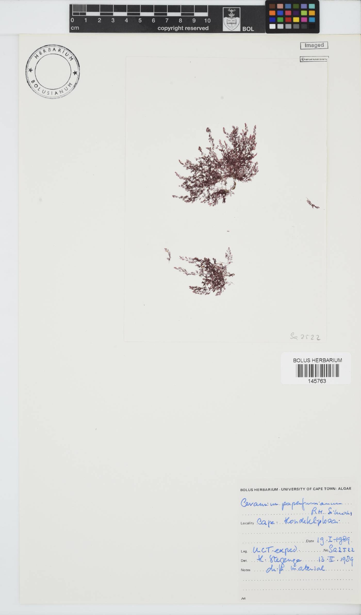 Ceramium papenfussianum image
