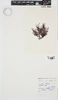Ceramium papenfussianum image