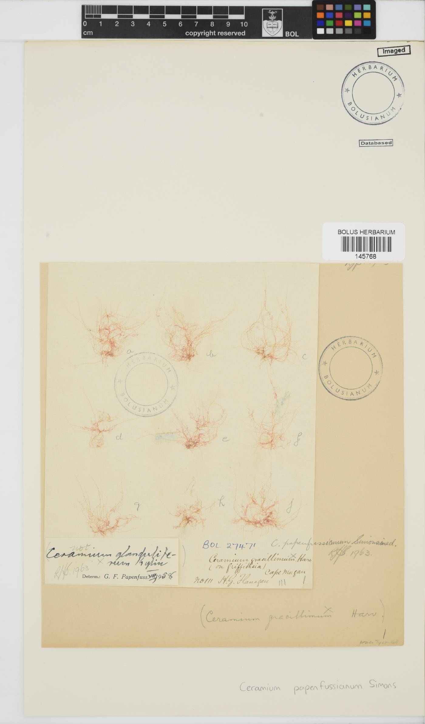 Ceramium papenfussianum image