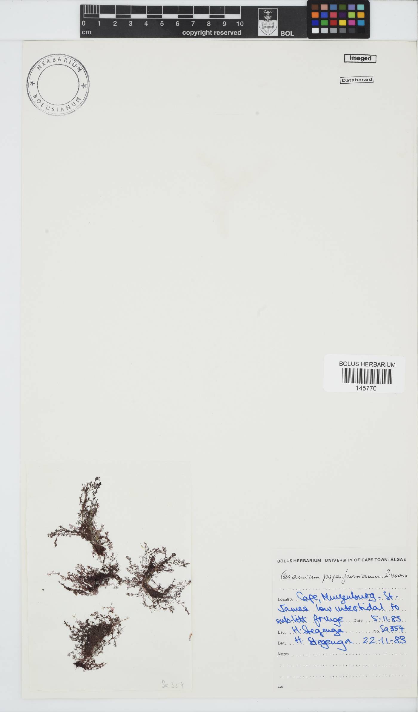 Ceramium papenfussianum image