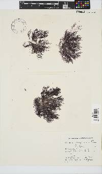Ceramium papenfussianum image