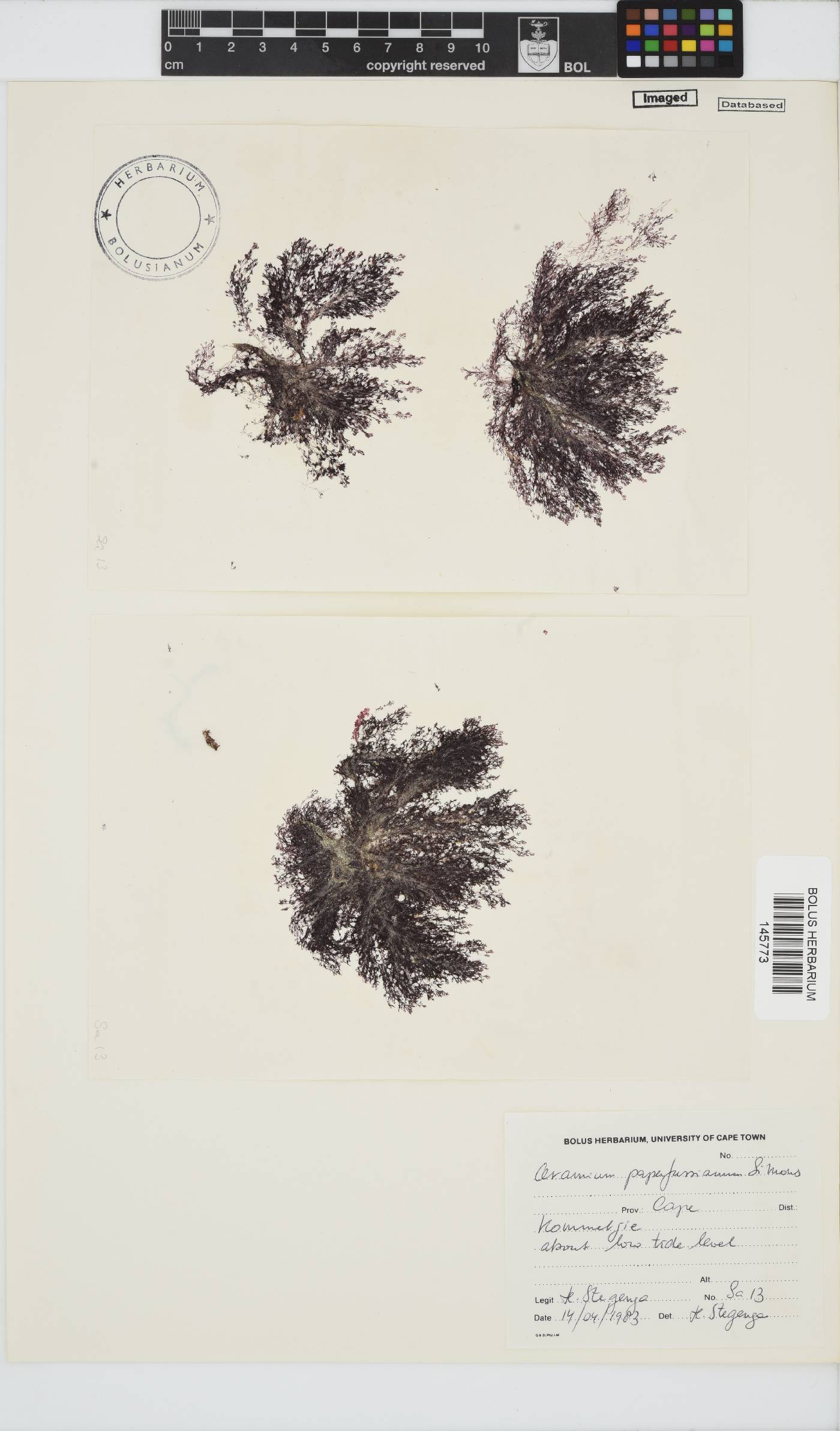 Ceramium papenfussianum image