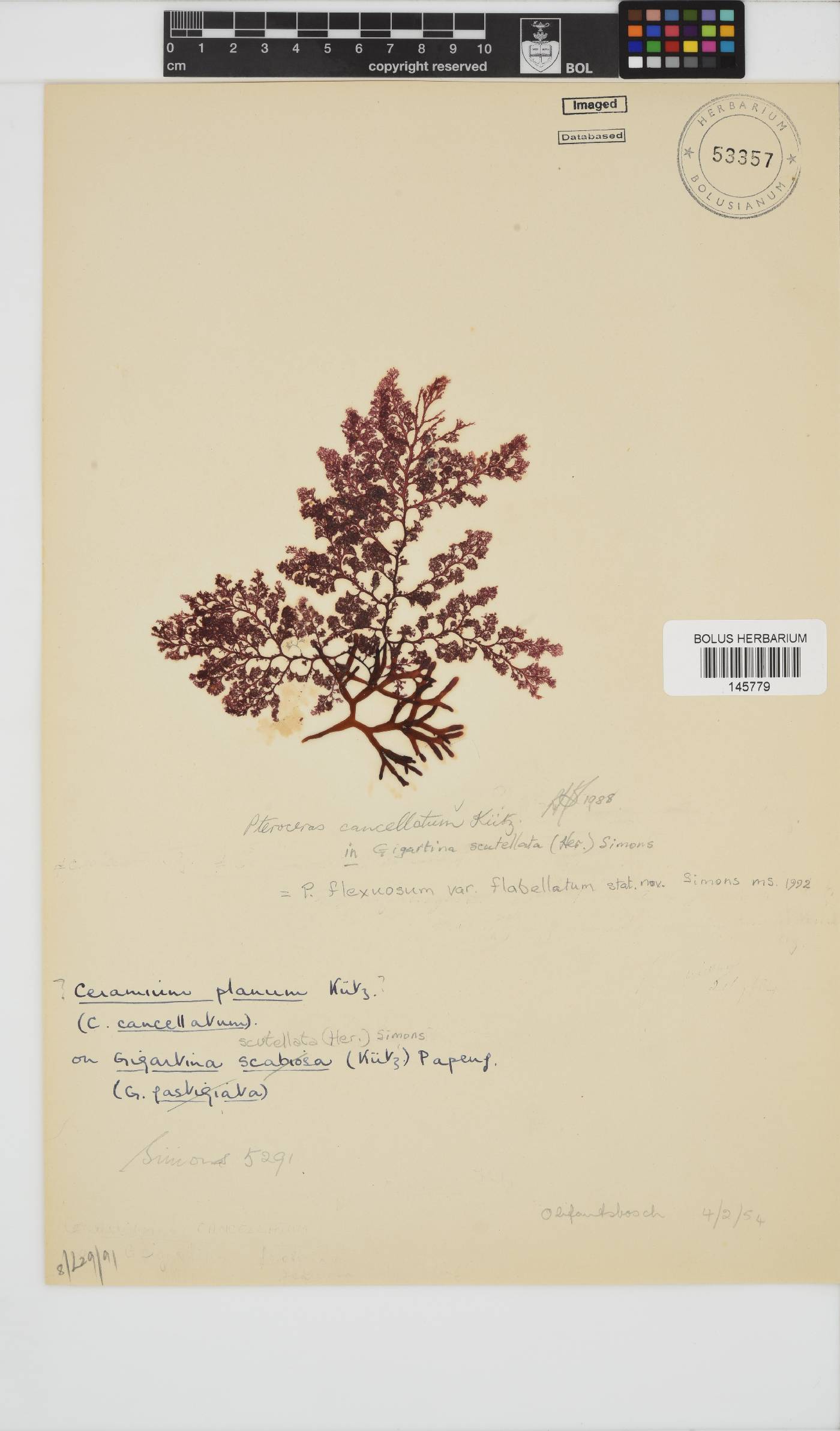 Pseudoceramium planum image