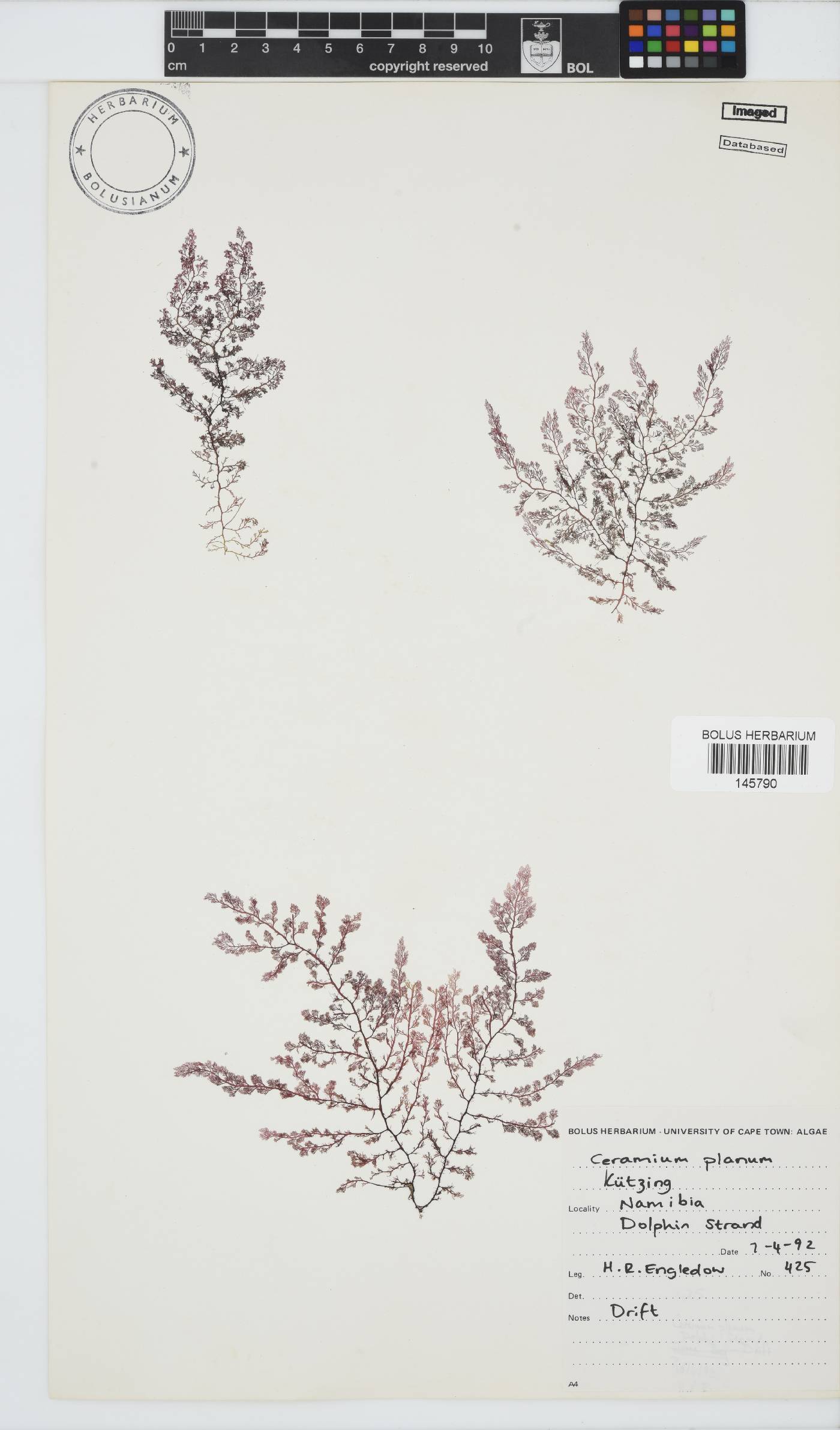 Pseudoceramium planum image
