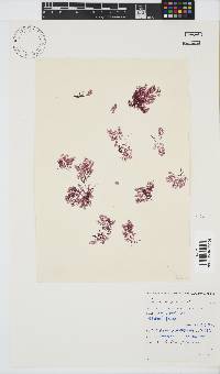 Pseudoceramium planum image